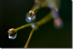 Water lenses (c) Bertrand Le Roy 2005