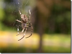 (c) Bertrand Le Roy 2003