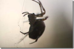 (c) Bertrand Le roy 2009