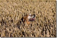 (c) Bertrand Le Roy 2010