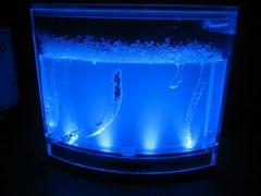 Ant Farm, by Noah Sussman, included under CC  BY 2.0